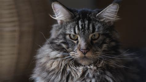 .association, maine coon cat breed council, the international cat association, american cat fanciers association and the fanciers breeder adopting a cat from maine coon rescue or a shelter. The Grey Maine Coon - Everything you need to know - Ginger ...