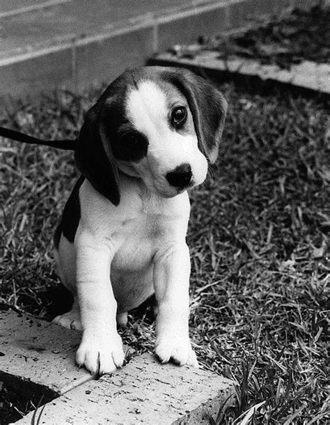 Black and white beagle puppies Mr 'Oliver' | Black and white beagle, Puppy photography, Beagle puppy