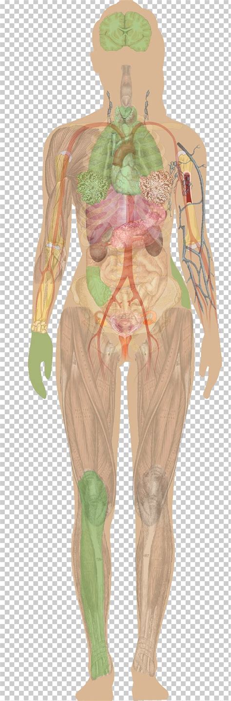 Female figures are typically narrower at the waist than at the bust and hips. Female Body Anatomy Diagram ~ DIAGRAM