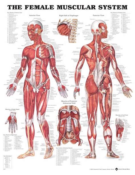 The muscles of the shoulder and back chart shows how the many layers of muscle in the shoulder and back are intertwined with the other relevant systems and muscles in adjacent areas like. Tips for Turnout - Isolating Your True Turnout - The ...