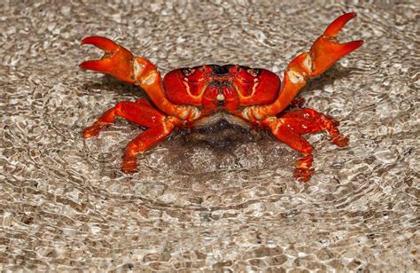 Our latest video is on nuclear fission. Red Crab Migration - Christmas Island - Arrivalguides.com