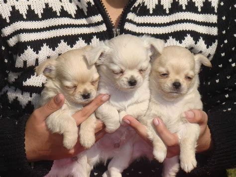 Teacup dog breeds are the smallest of the small. Chihuahua Puppies for Sale: Price in India | Mr n Mrs Pet | Chihuahua puppies, Chihuahua puppies ...