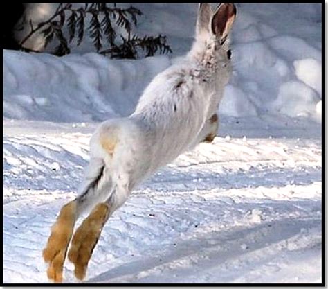 Téléchargez des photos neige noel abordable et rechercher parmi des millions de photos libres de droits. Top 20 des plus belles images d'animaux à la neige ...