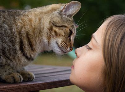 Wohnst du in diesem mehrfamilienhaus? Katze küssen | Katzen, Katzen verhalten, Katzen sprache