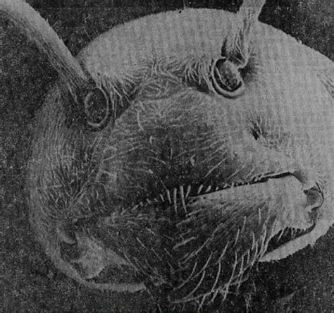 Anyway, over the winter, i discovered that i could use this technique to view ants as well, and it works pretty well for me, so i decided to share it. Face of ANT under Electron Microscope : aww