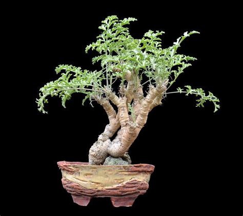 Our flagship publication, cactus and succulent journal, has been the leading publication of its kind since 1929. Pelargonium feralceum | Pelargonium, Plants, Container plants