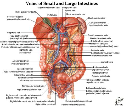 Medical labeled diagram with all kind cells. Dentistry and Medicine: Free Download Abdomen,Spleen,Liver Anatomy and Physiology Diagrams