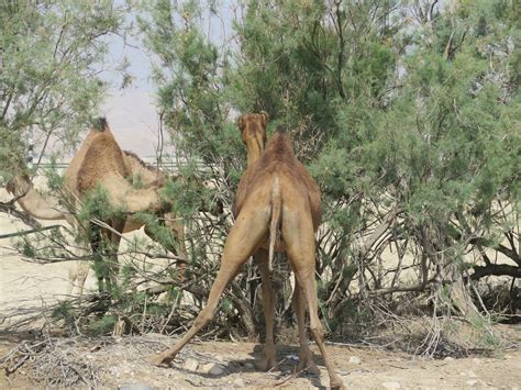 So whether a camel has one hump or two, it is one amazing creature that is very well adapted to its environment. The Holyoaks in the Holy Land: CAMELS