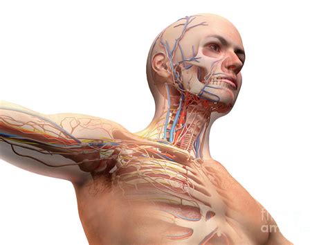 Professor of clinical anatomy peter abrahams demonstrates the torso and major organs with this example from the university of warwick's. Male Upper Torso Anatomy : Organ Anatomy Wikipedia : Anon ...