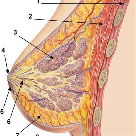 The chest is one of the biggest and most powerful muscles in our bodies, but it's also notoriously difficult to grow, and many people find that it lags behind. Chest Muscles Diagram : Pectoral Muscles Area Innervation ...