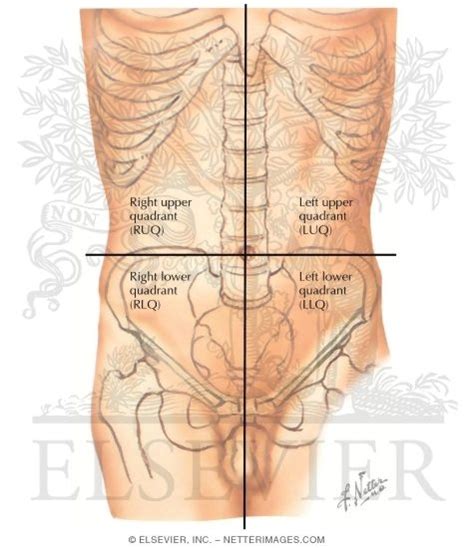 In this video, we will identify the major organs in the thoracic and abdominopelvic cavity and the abdominopelvic quadrants and regions. Quadrants of Abdomen