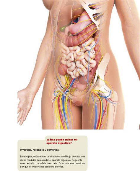 Es un beneficio de mercado puntos. Ciencias Naturales cuarto grado 2017-2018 - Página 25 - Libros de Texto Online