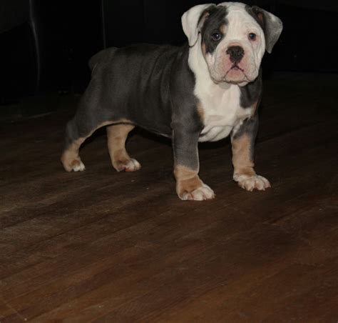 Today's olde english bulldogge looks dissimilar to its the olde english bulldogge was so named to differentiate it from the modern english bulldog and is i rescued mine from a shelter as a puppy, he is now 4 yrs old and weights 127 lbs. Old English Bulldog Puppies For Sale | Minneapolis, MN #172553