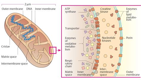 Mitochondria structure cosists of outer and inner membrane, cristae, matrix, mtdna, and ribosomes. Mitochondria - Structure And Functions | A-Level Biology ...