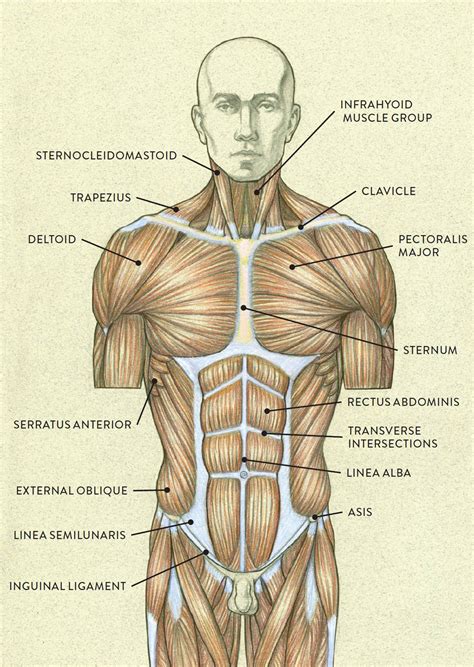 This diagram uses the torso and arm to show how skeletal muscles are typically attached to bones by tendons. Muscles of the Neck and Torso - Classic Human Anatomy in ...