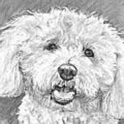 The barbichon family of dogs includes the bichon frise, the bolgnese, the coton de tulear, the havanese, and the maltese. Bichon Frise With Long Hair Drawing by Kate Sumners