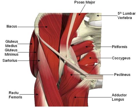 These muscles, including the gluteus maximus and the hamstrings other pelvic muscles, such as the psoas major and iliacus, serve as flexors of the trunk and thigh at the hip joint and laterally rotate the hip as well. Hip Diagram Picture | Cea1.com - Human Body Anatomy ...