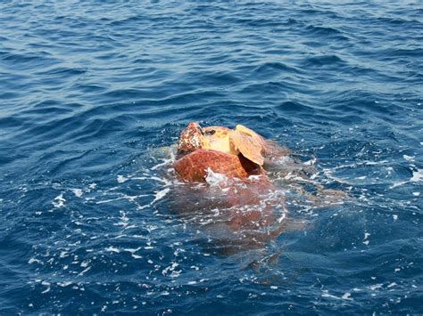 Often in beautiful turquoise tropical water, near idyllic sandy beaches backed by bent palm trees. Turtles in mating action (With images) | Big sea, Turtle