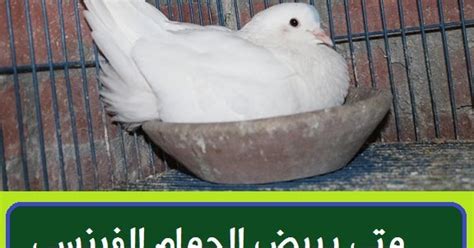 وهناك معادلة يمكن من خلالها معرفة الطول المتوقع بعد عمر 21 عاما، وهي جمع طول الأب + طول الأم، وقسمة حاصل الجمع على 2، ثم إضافة 13 للذكور بمعدل عمر 18 , وللإناث بمعدل عمر 16 بعد توقف النمو لا يمكن زياده طول عظام بشكل طبيعي.ولكن تستطيع زياده طول الانسان. متى يبيض الحمام الاحم الفرنسي