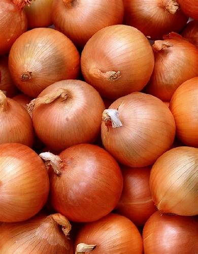 Диета 5 репчатый лук Лук репчатый Сибирский Однолетний (УД) 0,5 гр бел/п купить семена по Лук репчатый Сибирский Однолетний (УД) 0,5 гр бел/п купить семена по Диета 5 репчатый лук