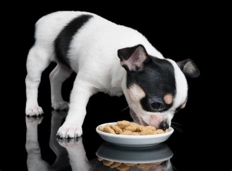 Se i peli in genere servono ad amplificare gli stimoli tattili (funzione percettiva), i peli del naso hanno una funzione nel primo caso, l'operazione è imprecisa, lunga e noiosa. Alimenti per rendere lucido il pelo del cane