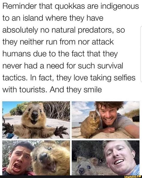 Wildlife researcher dr catherine herbert said feeding quokkas certainly caused harm, but it remained unclear whether taking selfies with them was also detrimental. Reminder that quokkas are indigenous to an island where ...