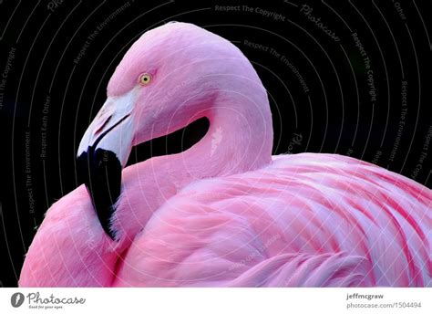 * jun 11, 1984 in rio de janeiro, brazil Chilenischer Flamingo Tier - ein lizenzfreies Stock Foto ...