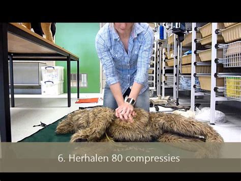 Reanimatie en defibrillatie van een volwassene. Reanimatie van een hond - YouTube