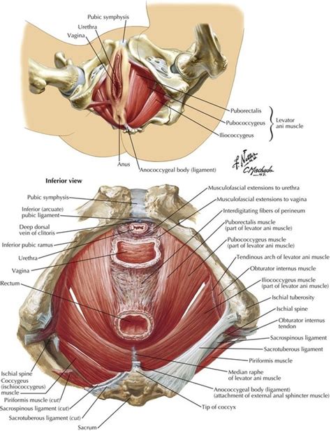 Thirteen years later, the ability to create functional human. 5: Pelvis and Perineum | Basicmedical Key