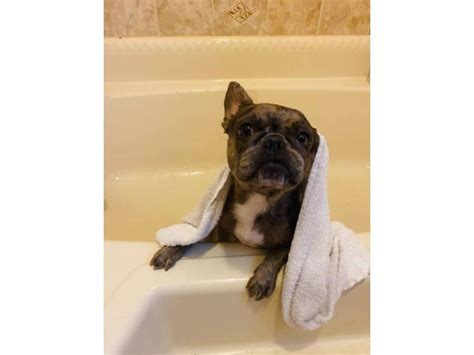 Home breeder for standard and exotic french bulldogs. Merle Female French Bulldog for Sale in Jacksonville ...