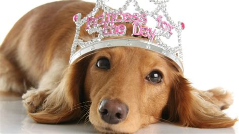 Because every likes to be different, standing out can be a challenge. ᐈ 100 Top Unique Female Dog Names And Meanings 2020