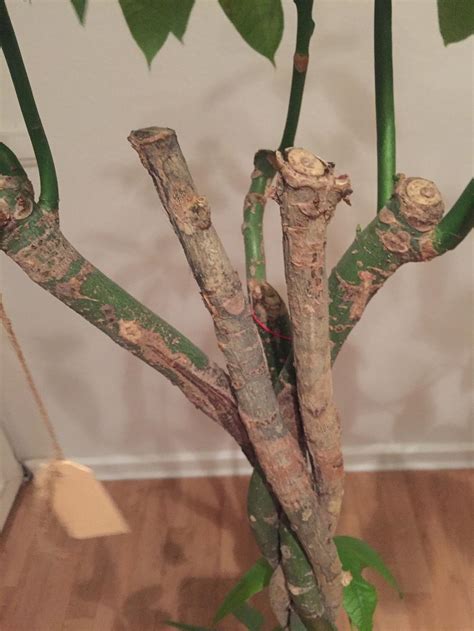 Although it thrives with very little attention, the plant benefits from repotting approximately every two years. Ask a Question forum: Pachira Aquatica (money tree) trimming, rooting, and replanting help ...