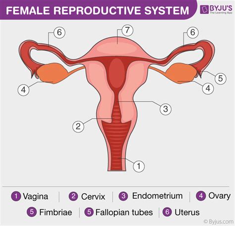 The flower's female parts can be found in the bloom section of the plant. Female Reproductive System - Overview, Anatomy and Physiology