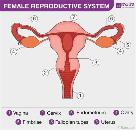 The system produces female gametes, called ova or eggs, and provides although not directly involved in the reproduction process, mammary glands play an important role in providing nourishment for a newborn baby and. Female Reproductive System - Overview, Anatomy and Physiology