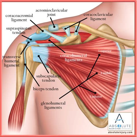 Know the anatomy of the shoulder involving its skeletal system, cartilages, ligaments, muscles, tendons. Shoulder Anatomy Explained - Absolute Injury and Pain ...