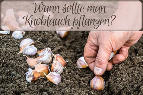 Wie man kirschlorbeer in kübeln pflanzen kann, und welche sorten sich dazu eignen? Pflanzzeit: wann sollte man Knoblauch pflanzen?