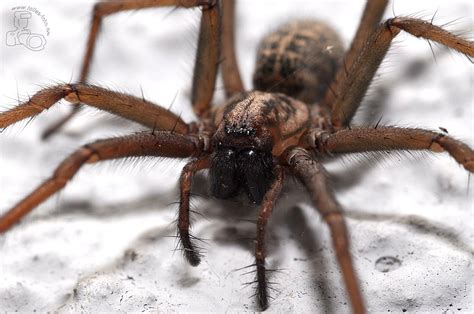 Meine trichternetzspinne oder auch winkelspinne hatte jetzt eine woche zeit ein großes netz zu bauen. Winkelspinne Foto & Bild | tiere, tierdetails, makros ...