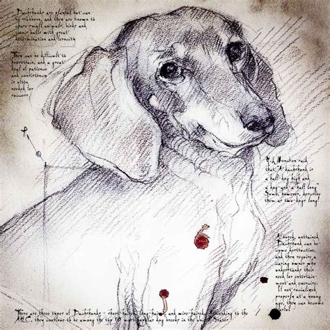 Dog quilts my drawings dachshund moose art doodles cats illustration animals gatos. This is my friend's Doxie | Dachshund art, Doxie art ...