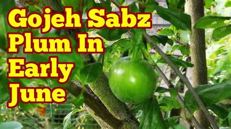 Fruit is very acidic and flavorful with few or many seeds. Gojeh Sabz Plum In Early June / Iranian Plum Gojeh Sabz ...