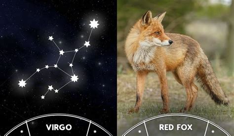What animal is a virgo. Are you a Virgo? Then your Smoky Mountain zodiac animal is a red fox! in 2020 | Fox, Virgo, Red fox