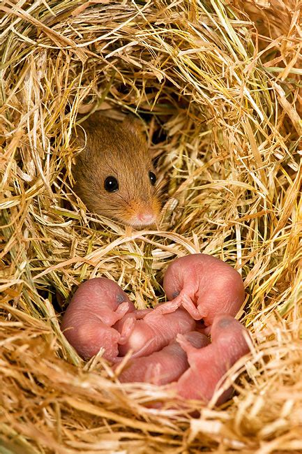 If you have a mice nest at your home and need help for its removal or there is an urgent need for mice extermination, you can reach us 24/7. Harvest Mouse Sitting In Nest With Baby Mice | Kimballstock