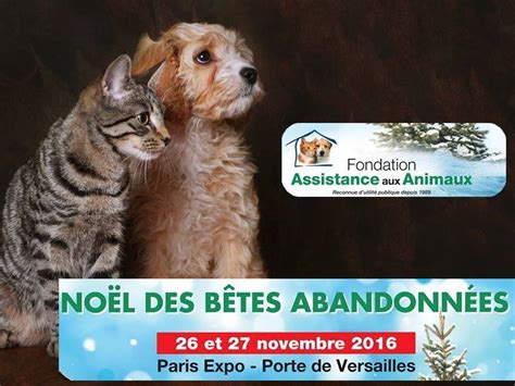 Collier led chien et chat chargement usb. Pour Noël, un week-end d'adoption pour les chiens et les ...