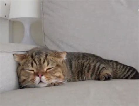 Karena kakinya yang pendek, munchkin menjadi salah satu ras kucing terkecil di dunia. Pin oleh ahnnayeol di cream heroes (Dengan gambar) | Anak ...