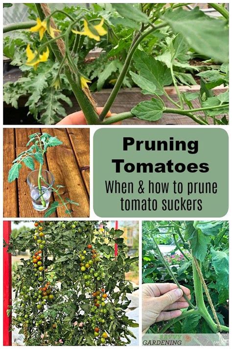 The first tomato dressing is carried out at the seedling age. Tomato Plant Suckers: When and How to Prune Tomato Plants ...