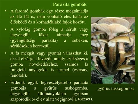 gombák és paraziták kezelése a testben)