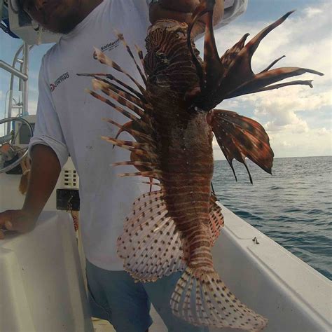 Playa del carmen has it all: Getting ready for some fresh Lion Fish tacos in Playa del ...