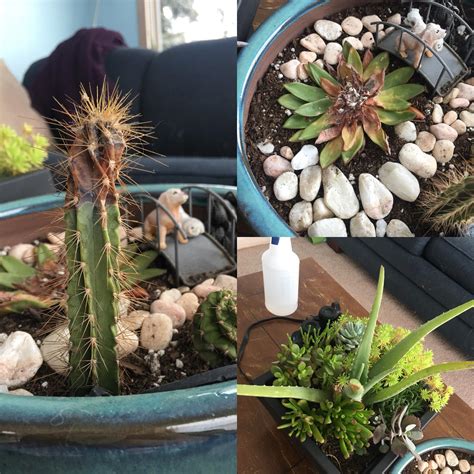 Soft brown spots on the outside of the cactus are a symptom of root rot. Help! They're dying and I don't know how to fix it! in ...