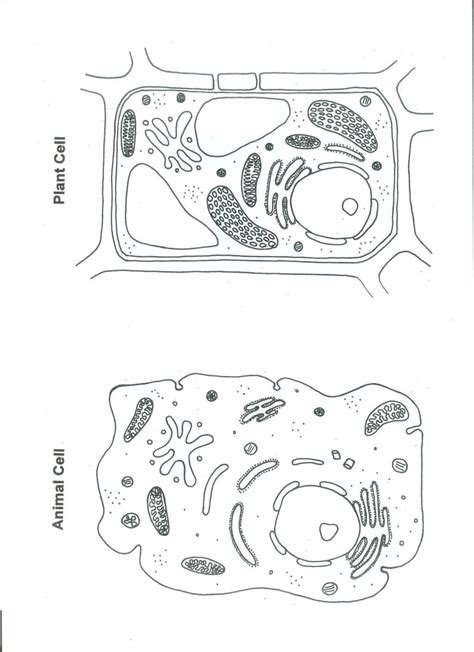 Maybe you would like to learn more about one of these? Cell Coloring Sheets Template To Print (With images ...