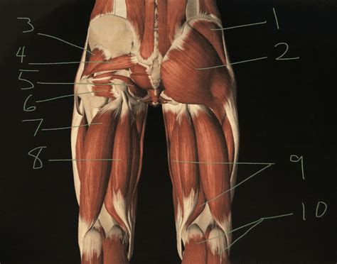 There are 4 muscles of the pectoral region: Upper Thigh Anatomy - Pin by Paul Neale on Anatomy ...