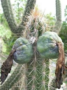 Learn how it can improve your one study had its subjects feeling much better and experiencing fewer and more mild hangover symptoms when they took prickly pear add nopal cactus to your weight loss strategy today. Sjove kaktus billeder